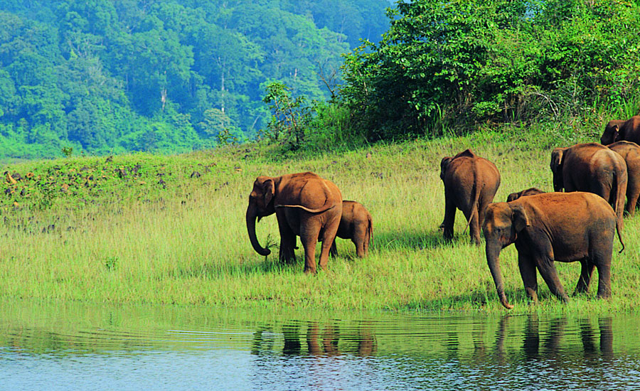 Muthanga Wildlife Sanctuary