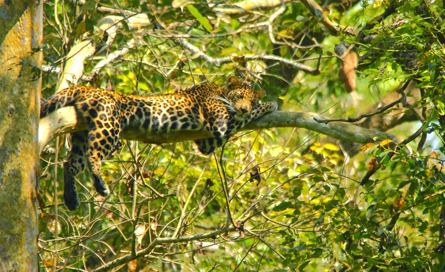 Tholpetty Wildlife Sanctuary