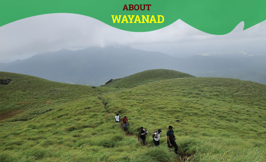 About Wayanad
